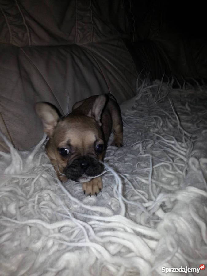 buldog francuski Konin