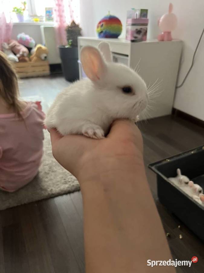 Sprzedam króliczki miniaturki Bytom sprzedam