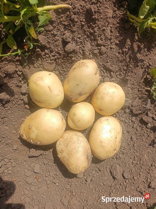 Młode Ziemniaki Arrow mazowieckie Grodzisk Mazowiecki