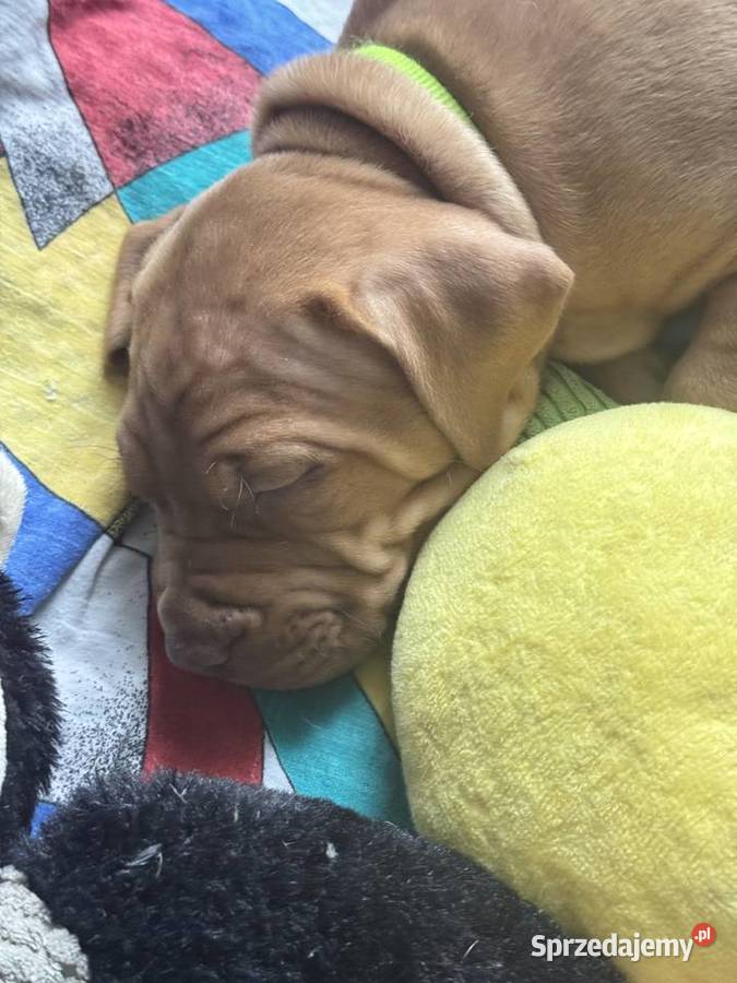 Rednos american Pit bull terrier szczeniaki Grodzisk Mazowiecki