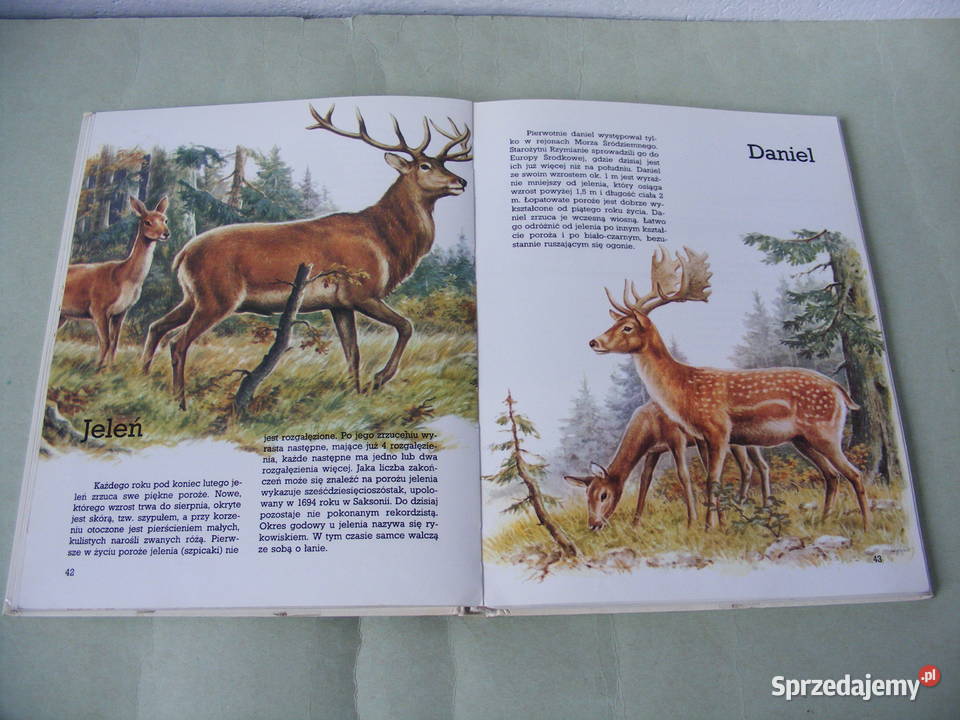 Atlas zwierząt z lwem Mój barwny atlas zwierząt Oborniki Śląskie