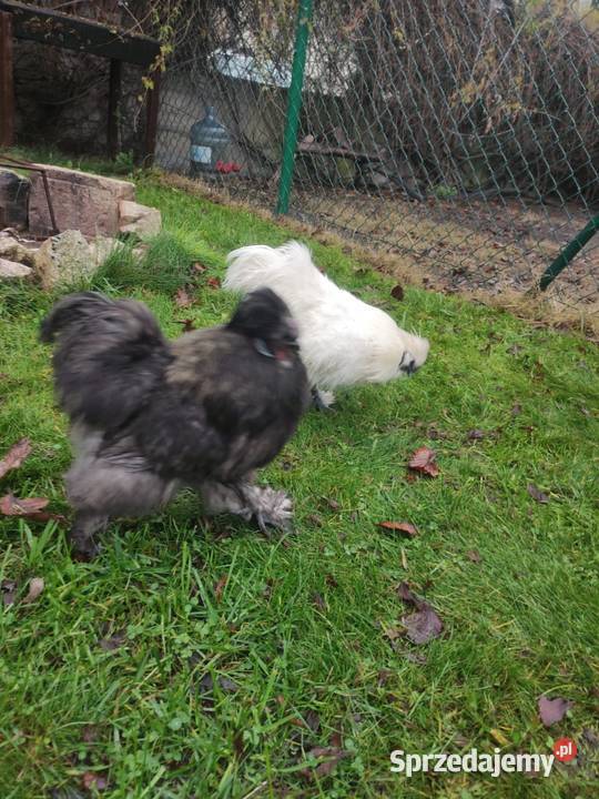 Kogut siłka Dąbrowa Górnicza sprzedam