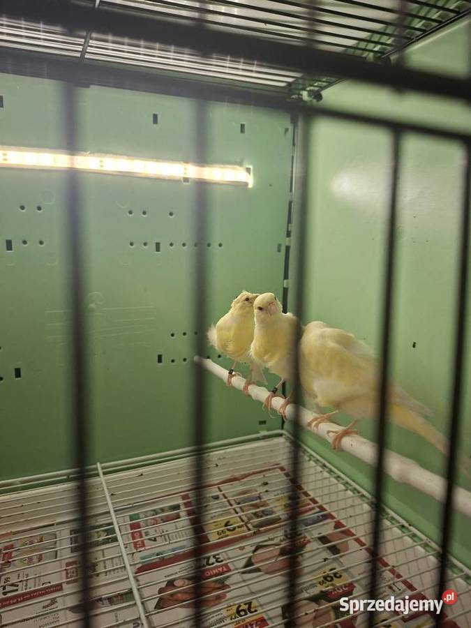 Kanarki fiorino Środa Wielkopolska