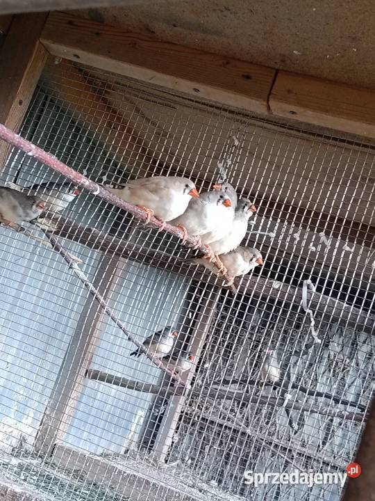 Zeberki wystawowe Zwierzęta