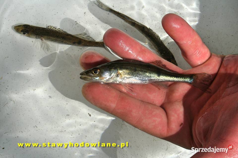 RYBY karp karaś jesiotr amur miętus szczupak Zwierzęta Silnica