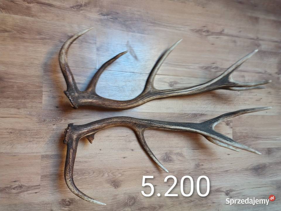 Sprzedam parkę jelenia 5200 warmińsko-mazurskie