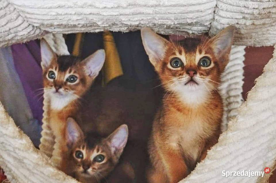 Kocięta Koty Abisyńskie - GDYNIA