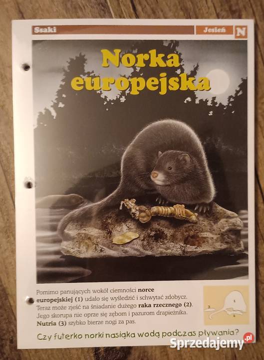 Leśne przygody kolekcja zestaw kart 3739 4042 małopolskie Zbylitowska Góra sprzedam