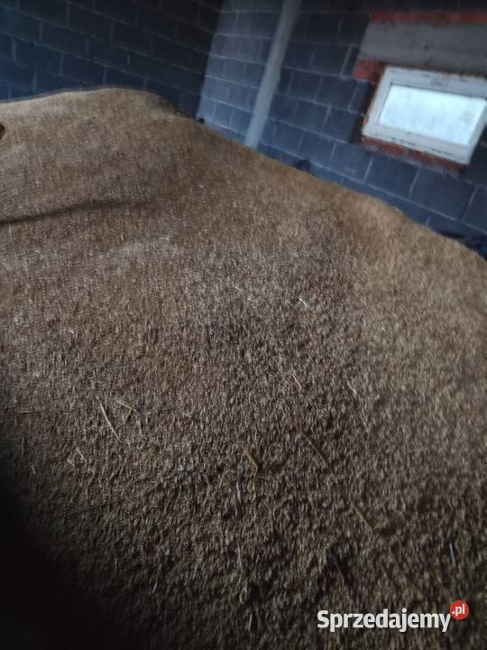 Sprzedam owies bingo 50 w worku Zboża wielkopolskie Szczytniki