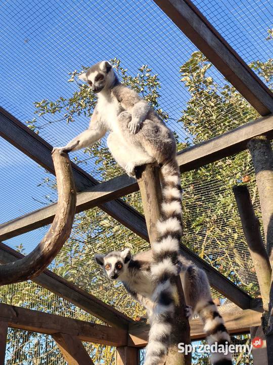 Lemur samica z młodym samcem