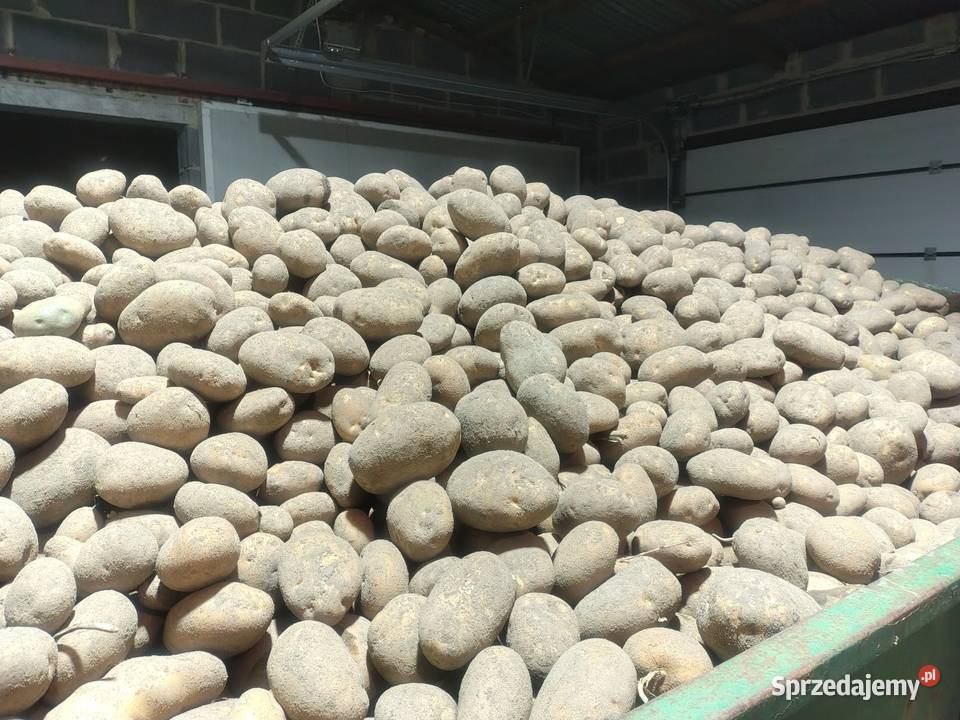 Ziemniaki Gala Jurek Żołędnica
