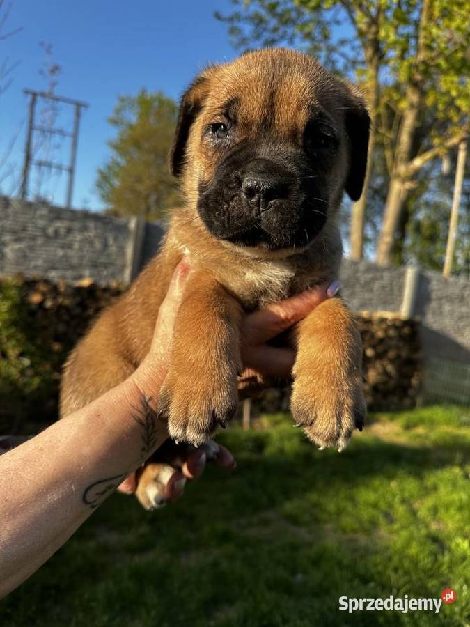 Cane Corso szczeniaki
