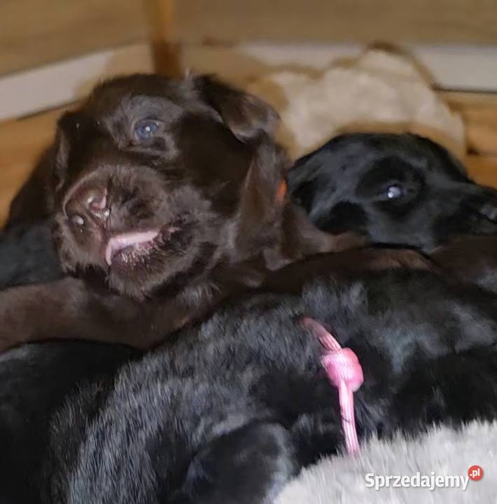 Flat Coated Retriever FCI Gorzów Wielkopolski