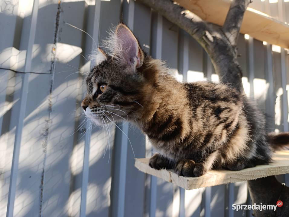 Kocurek Maine coon Krasnystaw