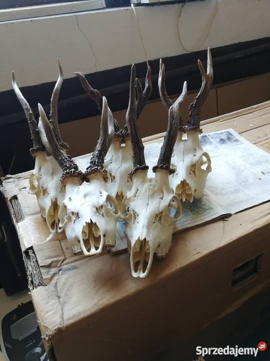 Poroża kozłów i szable dzika