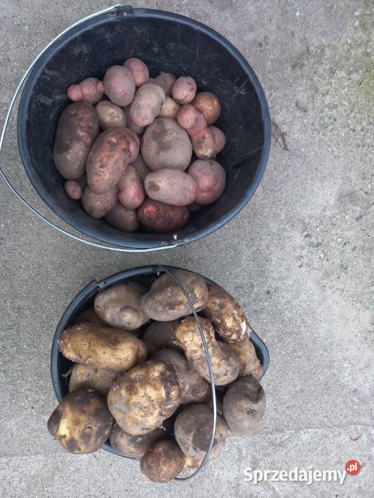 Sprzedam ziemniaki mazowieckie Węgrów