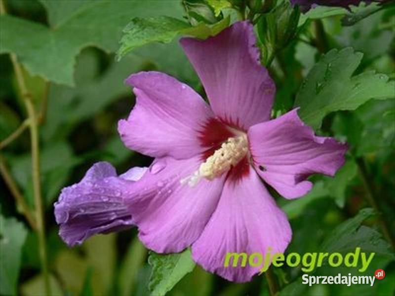 HIBISKUS RÓŻOWY 10 sadz Kraków