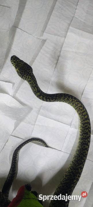 Morelia spilota granit dorosły samiec Karłowice sprzedam