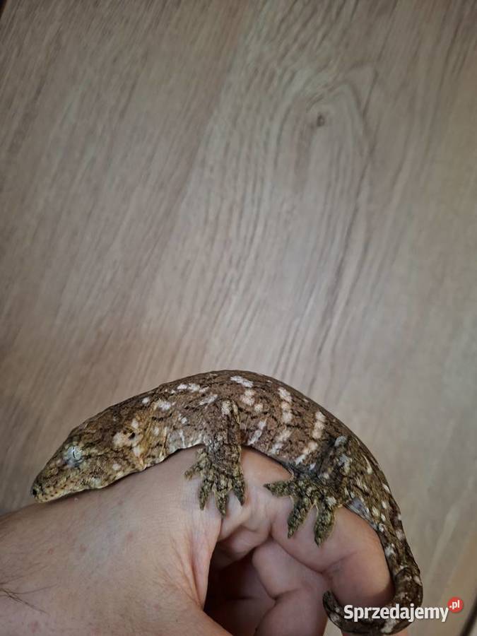 Gekon olbrzymi leachianus samice