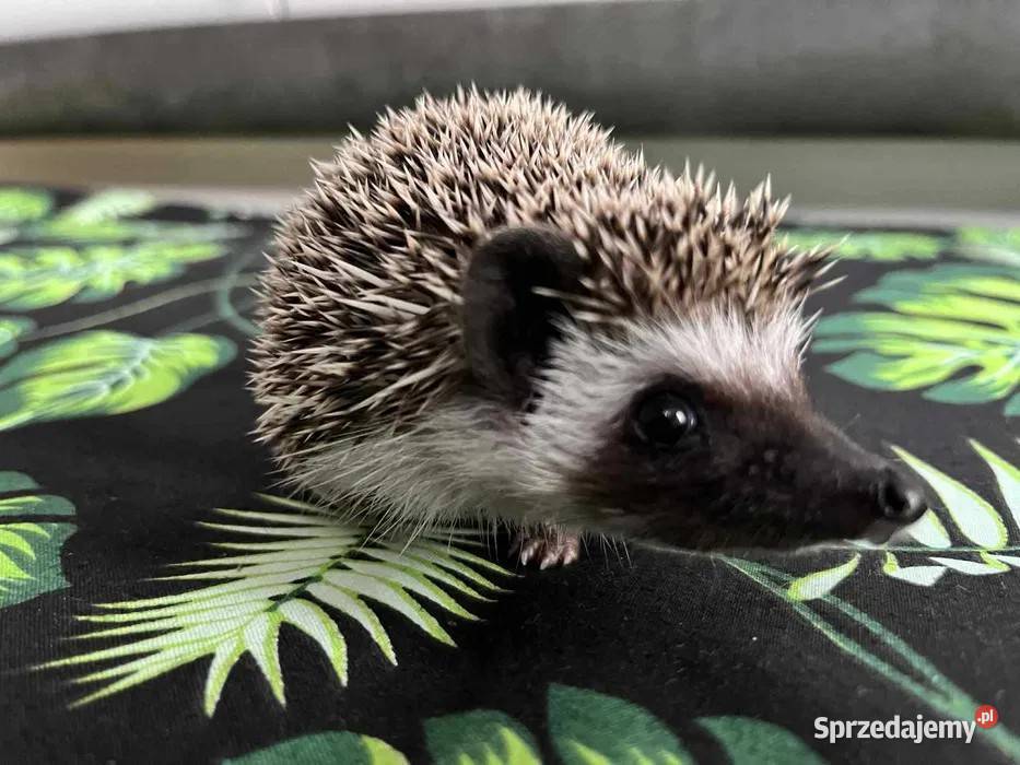 Jeż pigmejski Samczyk słodki ciekawski Makowiec