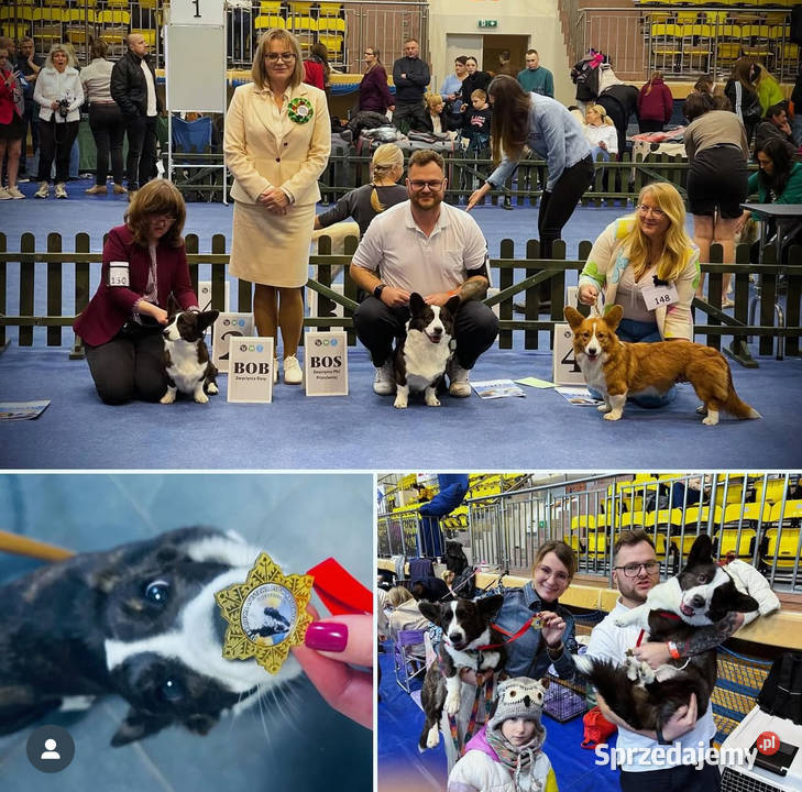 OREO FCI Welsh Corgi Cardigan Championachdomowa Poznań sprzedam