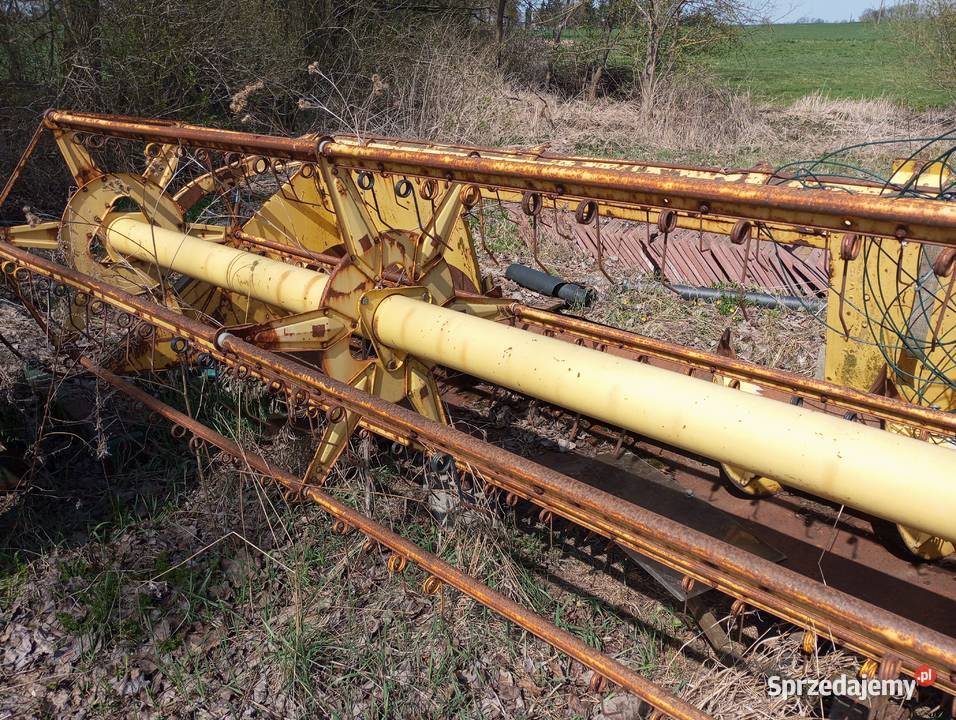 Cheder news Holland 1540 kosa 360 Żnin