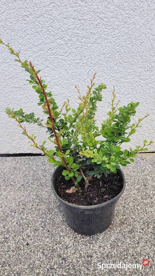 Berberys różne kolory Rośliny sprzedam