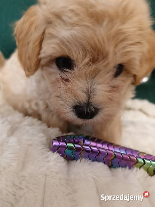Suczka maltipoo Opole Lubelskie