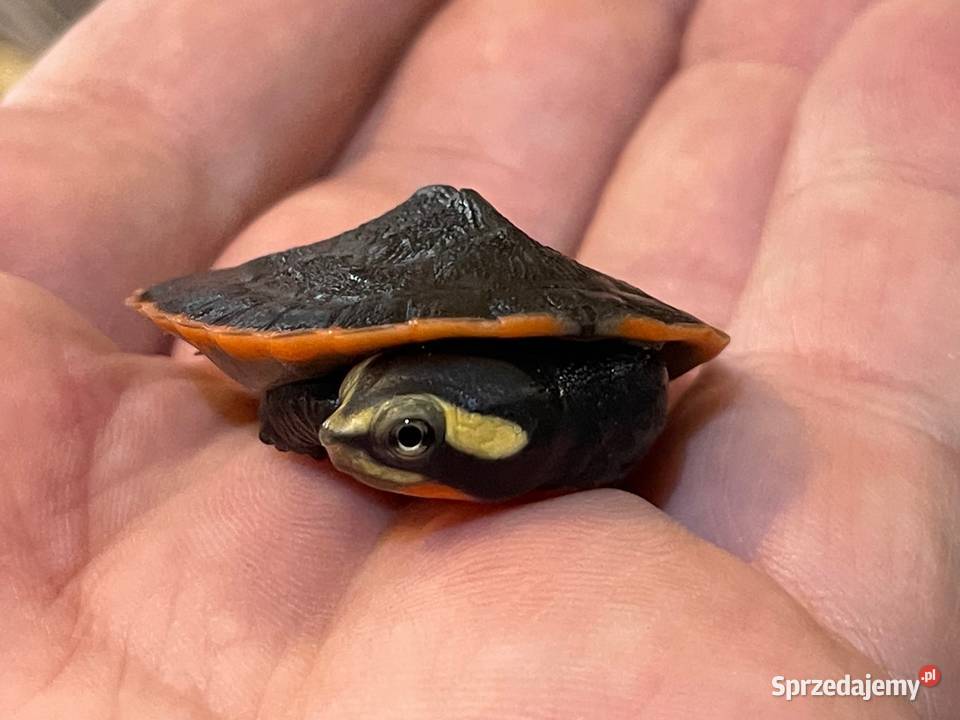 emydura czerwonobrzucha Emydura subglobosa