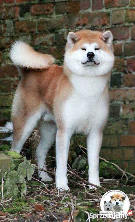 Akita Inu Japońska Szczenięta Rodowód FCI Ryki sprzedam