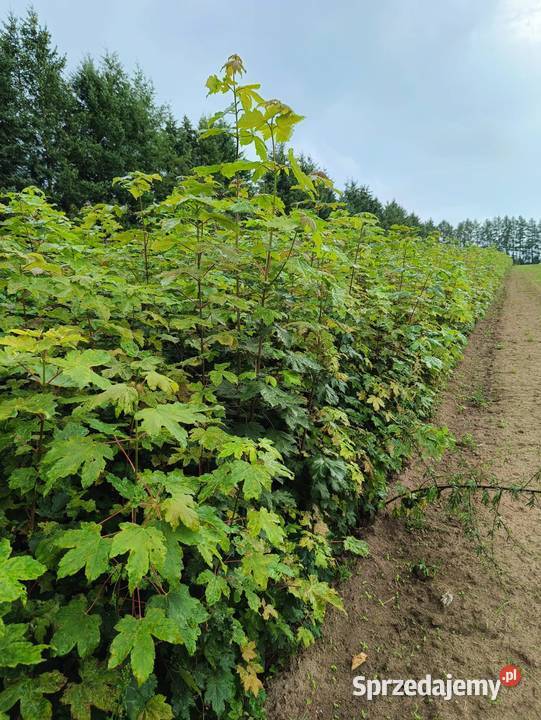 Sadzonki Klon Jawor 150 200 Rośliny Sławno