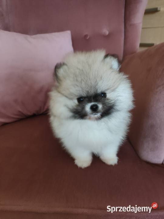 Szpic miniaturowy pomeranian suczka mini Turek