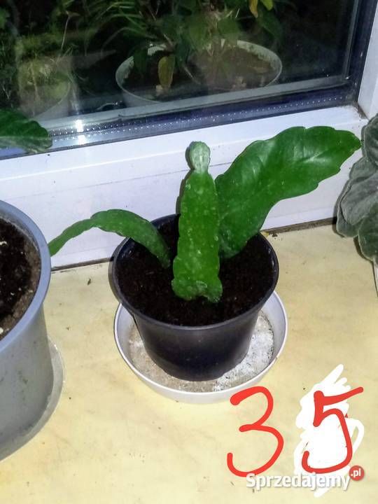 Epifilium Epiphyllum biały kwiat Królowa jednej Dom i Ogród łódzkie