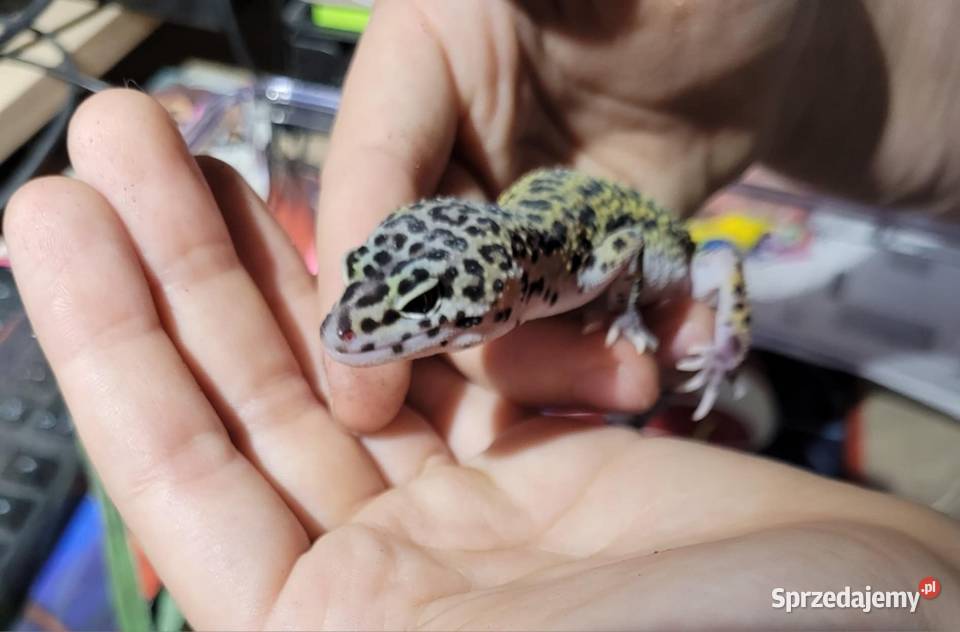 Gekon lamparci samczyk Gady i płazy sprzedam