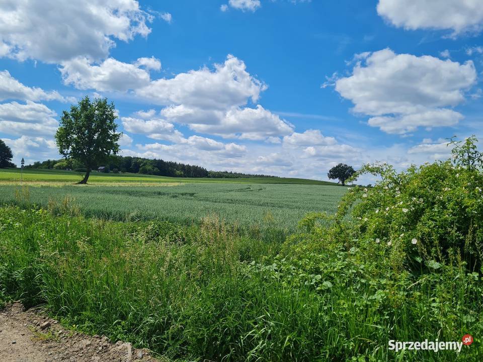 Działka na sprzedaż bez pośredników 20000m2 dolnośląskie Wilkowa