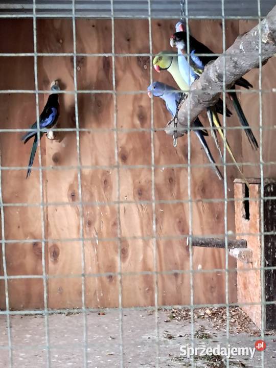 Sprzedam papugi Jędrzejów