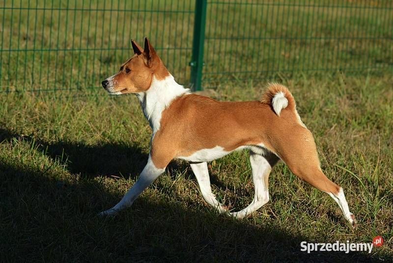 Basenji szczenię KUUME Z GREMLINKOWA Pozostałe Pabianice
