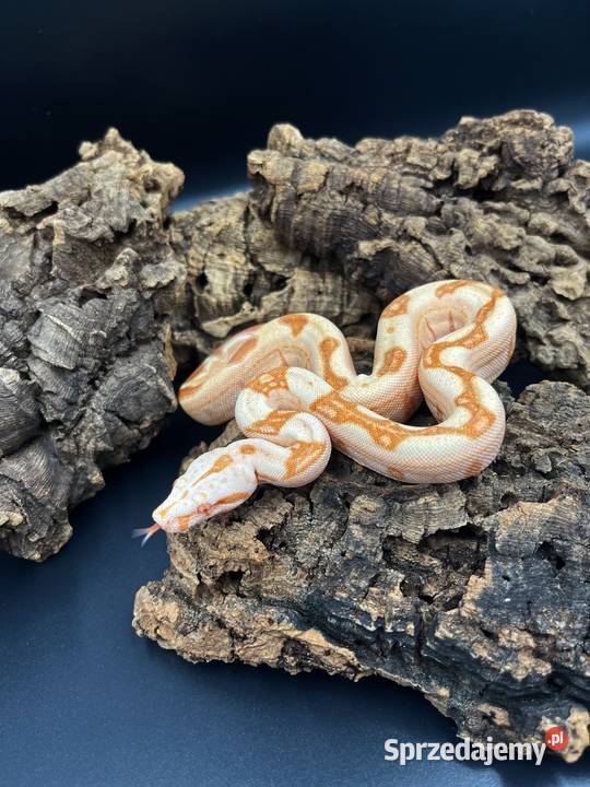 Boa imperatorBoa cesarski V Zwierzęta Sosnowiec