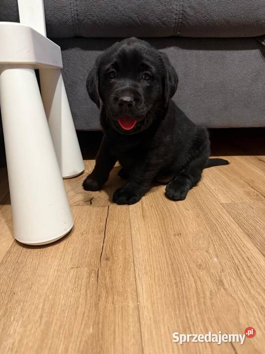 Labrador czekoladowe i czarne szczeniaczki Tarnów
