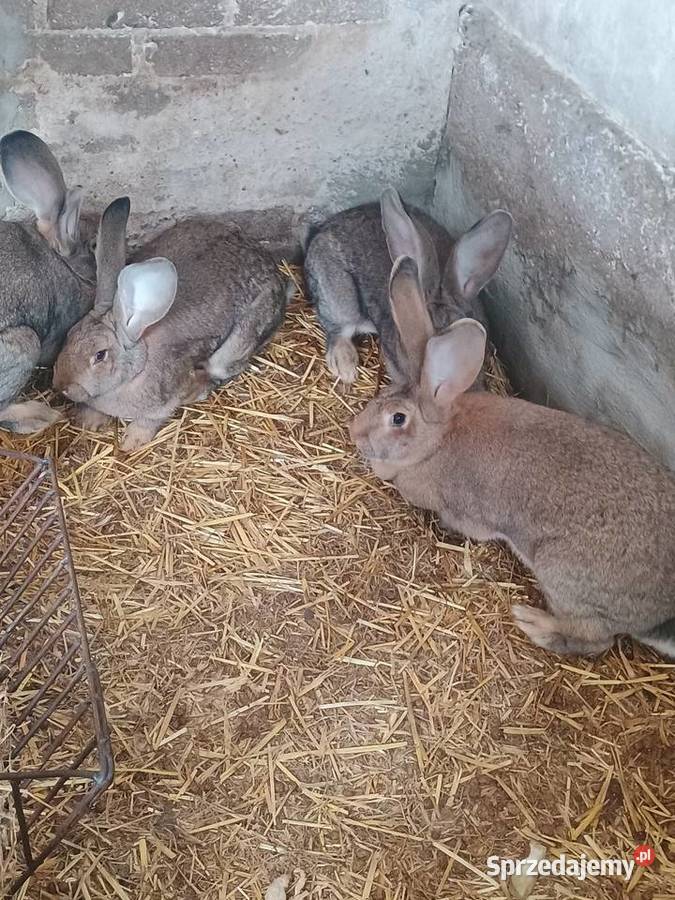 Króliki Suchożebry sprzedam
