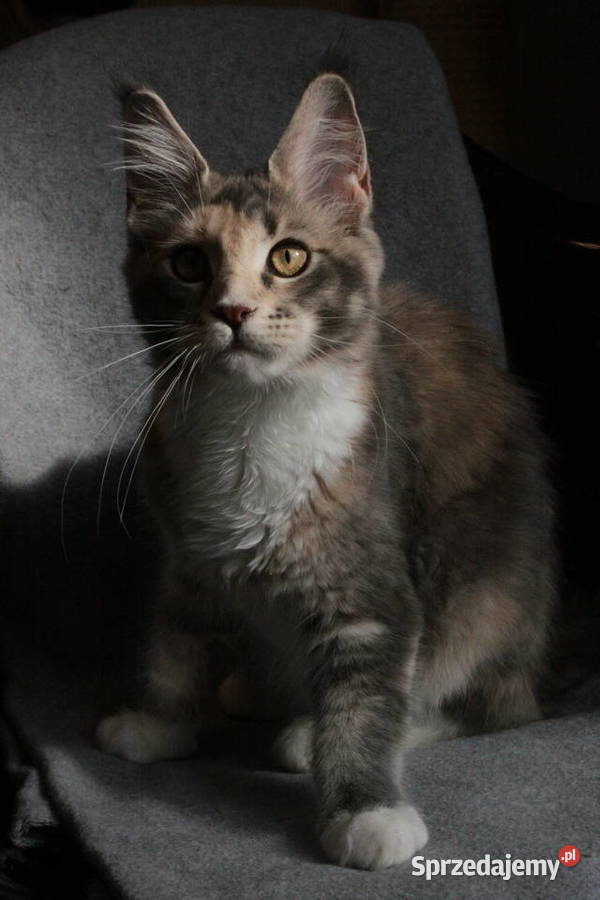 Super Kocięta Maine coon sprzedam Komornica