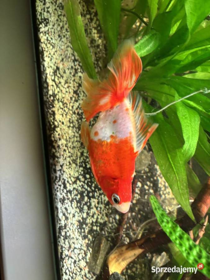 Ryby do akwarium Kozienice