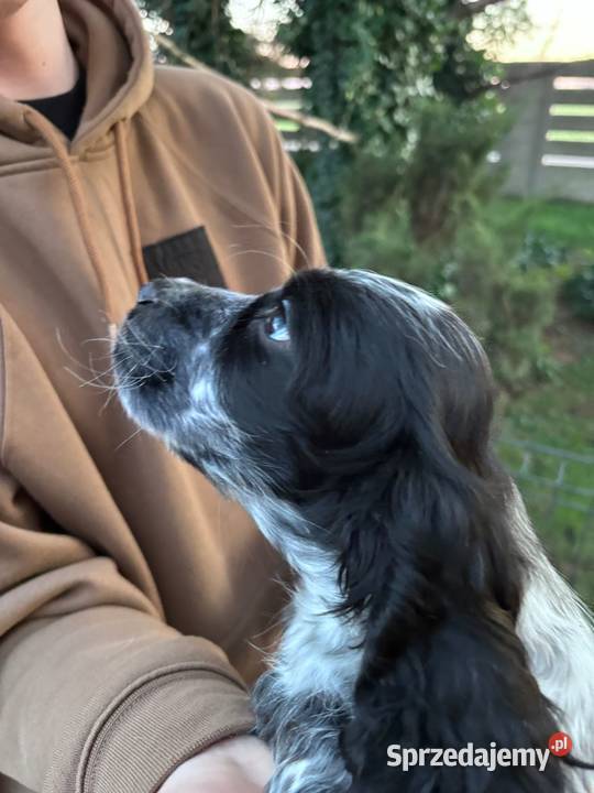 Cocker spaniel angielski