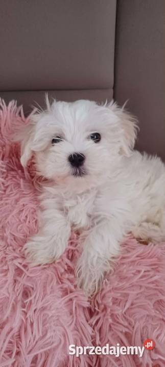 Maltańczyk ZHPR UCI podkarpackie Ropczyce