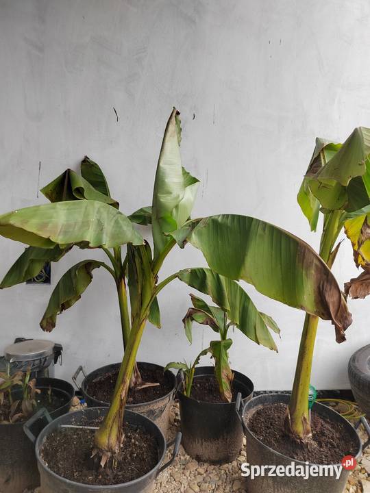 BANANOWIEC Bananowce 150 różnie wielkości Pszczyna