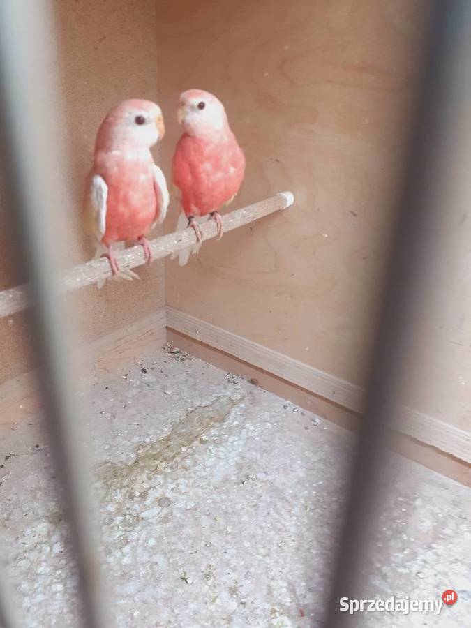 Łąkówki I lilianki Ptaki Kalisz