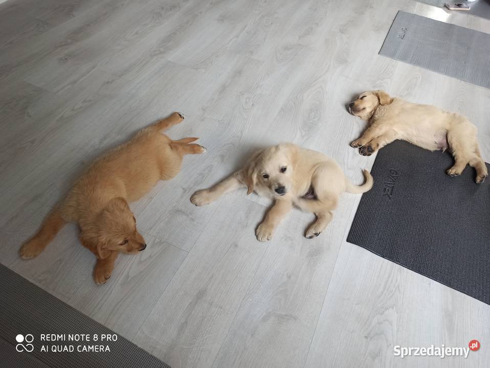 Golden retriever transport Przedecz