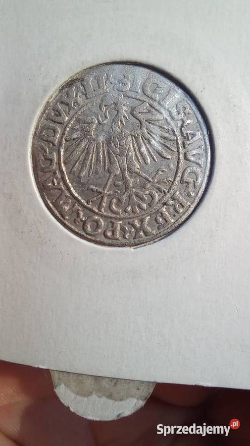 Półgrosz 1549r Zygmunt ll August małopolskie Trzebinia