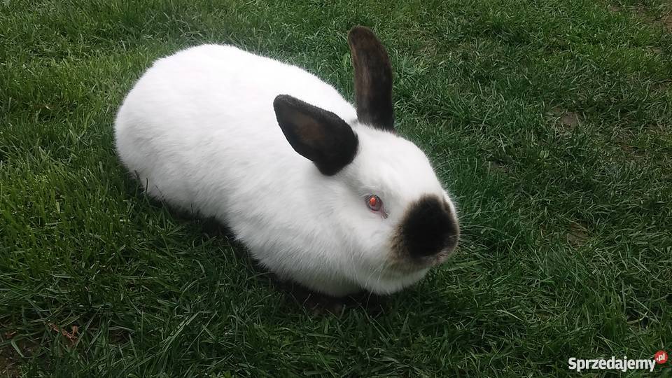 króliki królik wiedeński niebieski czysta rasa Buk