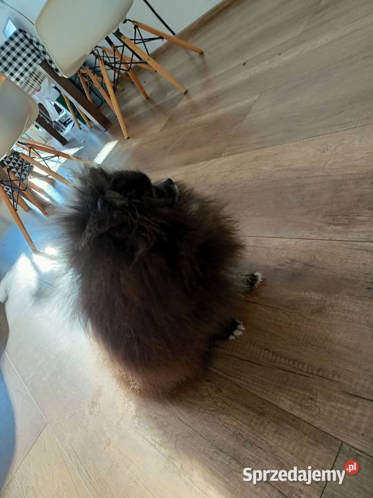 Reproduktor SZPIC MINIATUROWY pomeranian Tarnowskie Góry